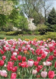 George's Corner explores celebrating Earth Day with nature, companionship, and care