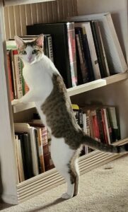 George’s Corner: Honoring Our Feline Companions